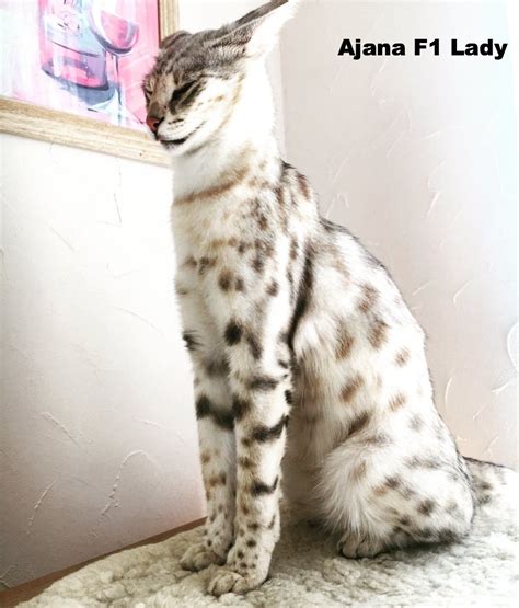 Savannah Katzen Zucht F1-F5 Kitten, Savannahkatze,
