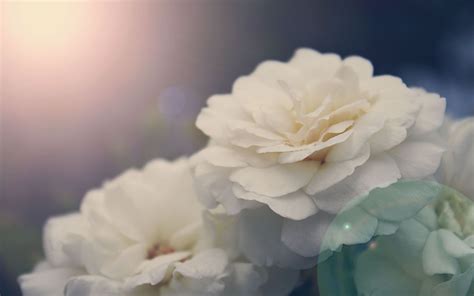 White Peony Wallpaper - WallpaperSafari