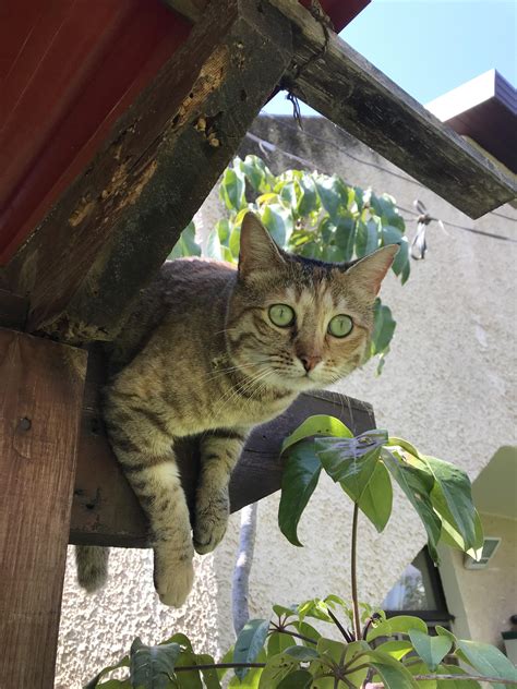 Miss Anfisa being very photogenic back from her roof patrol. : r/cats