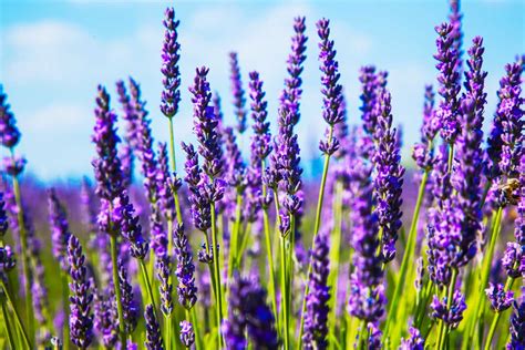 How To Grow Lavender From Cuttings Gardeners Path