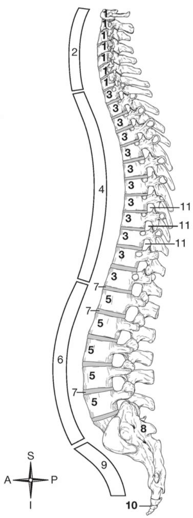 1d Lateral Vertebral Column Diagram Quizlet