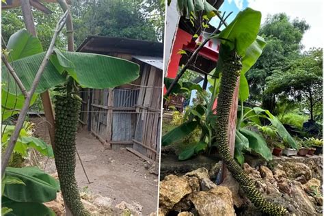 Aneh Tapi Nyata Pohon Pisang Berbuah Sepanjang 2 Meter Hebohkan Warga