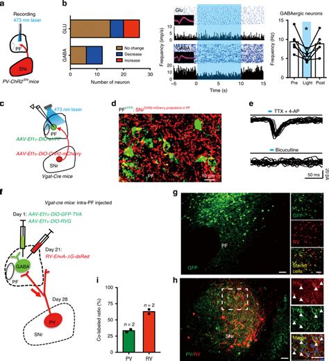 Snr Pv Neurons Directly Innervate Pf Gabaergic Neurons A Scheme Of