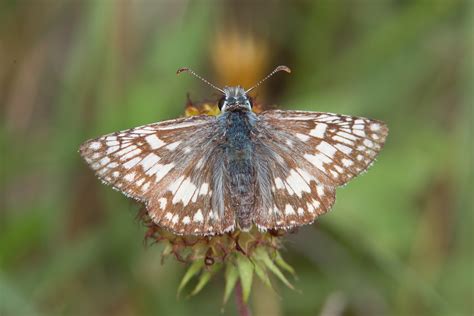 Common Checkered Skipper Pyrgus Communis White Checkered Skipper