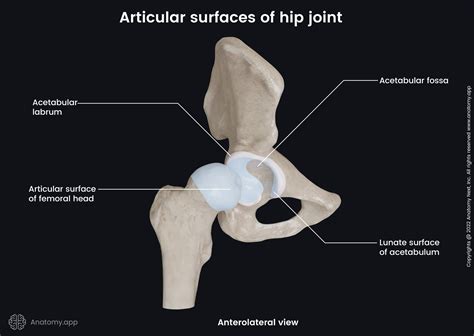 Transverse Acetabular Ligament