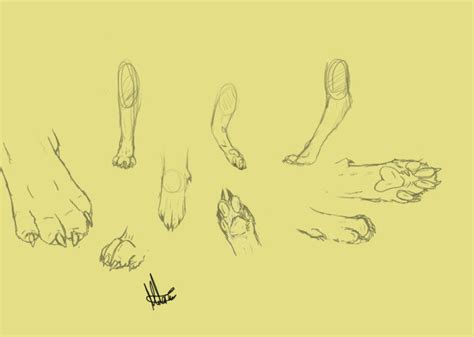 Wolf Paw Anatomy practice by melsea136 on DeviantArt