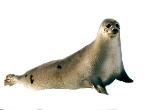 Harbor Seal Marine Mammal Wildlife PNG File