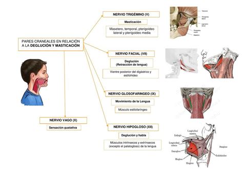 Masticaci N Y Degluci N Pares Craneales Y M Sculos Karla Quintana
