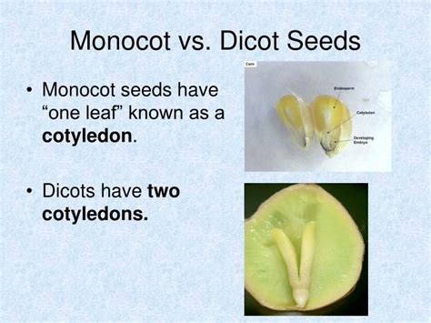 Difference Between Monocot And Dicot Seed