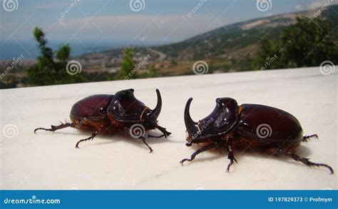 Rhinoceros Beetle, Rhino Beetle, Fighting Beetle European Rhinoceros Beetle, the Male of Which ...