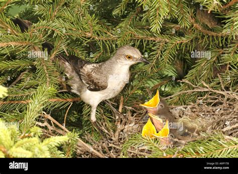 Northern Mockingbird Feeding Nestlings in Spruce Tree Stock Photo - Alamy