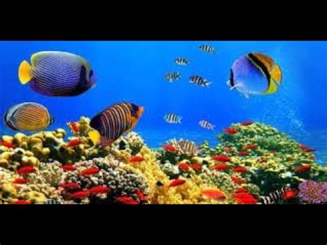 Musica Con Acuario Y Diferentes Especies De Peces Music In The Ocean