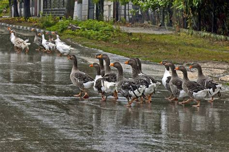 Patos Nacionales En La Yarda De Las Aves De Corral Imagen De Archivo