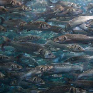 Sensor Fish to Provide Better Welfare for Farmed Fish 