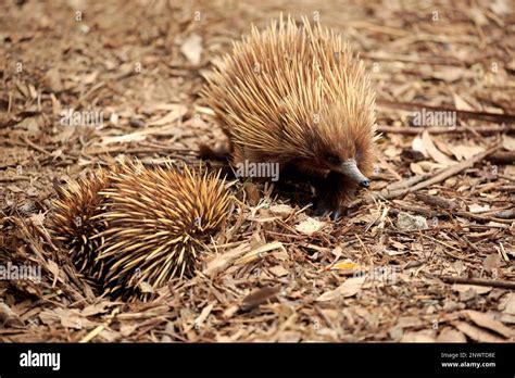 Short Beaked Echidna Tachyglossus Aculeatus Adult Couple Parndana