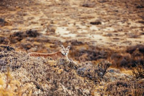 Wildlife in Chile - Natural World Safaris