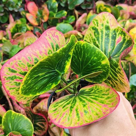 Кротон CHAISEN – купить за 1 400 ₽ | ADENIUMLAND