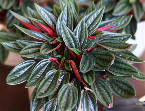 Пеперомия Россо Peperomia Rosso 15/10,5 — комнатное растение купить в ...