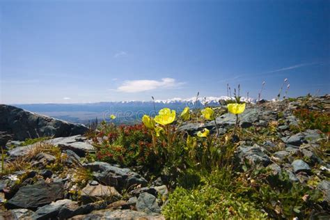 Rocky Mountains and Flowers Stock Image - Image of yellow, travel: 12789489