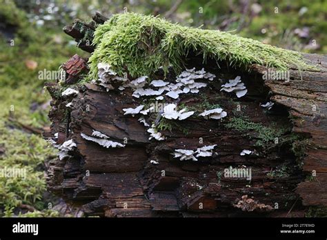 Postia Floriformis A Polypore Growing On Spruce Stump In Finland No