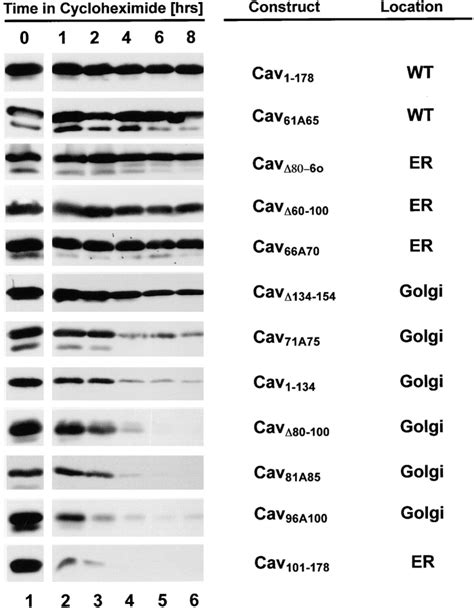 Turnover Of Wild Type And Mutant Caveolin Cho Cells Stably