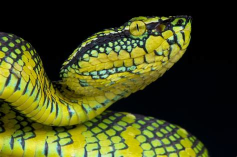 Snake venom could lead to safer blood clot prevention