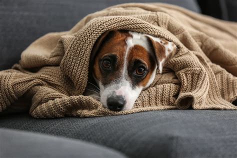 Dog Anxiety — What Every Owner Should Know | How To Deal With Dog Anxiety