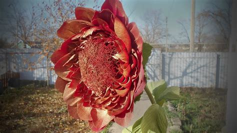 Огромный красивый ростовой цветок из гофрированной бумаги, МК - YouTube