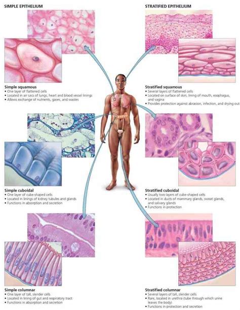 Anatomy Of Epithelial Tissue