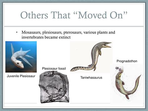 Ppt The K T Extinction Powerpoint Presentation Free Download Id