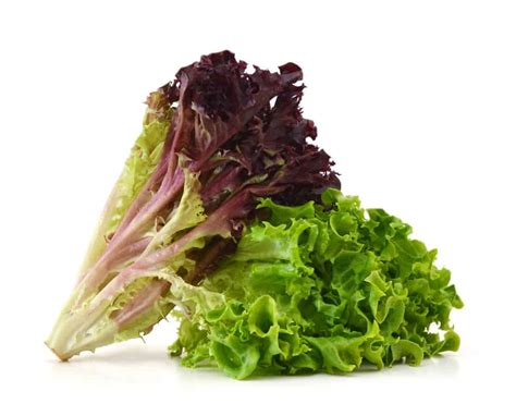 Red And Green Leaf Lettuce