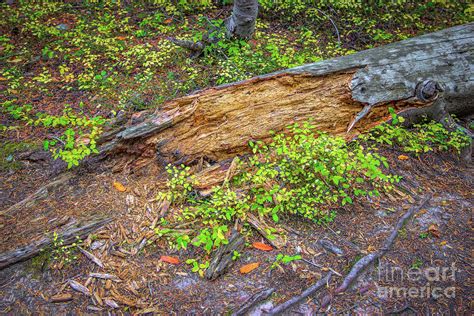 Rotting Log Photograph by Jon Burch Photography