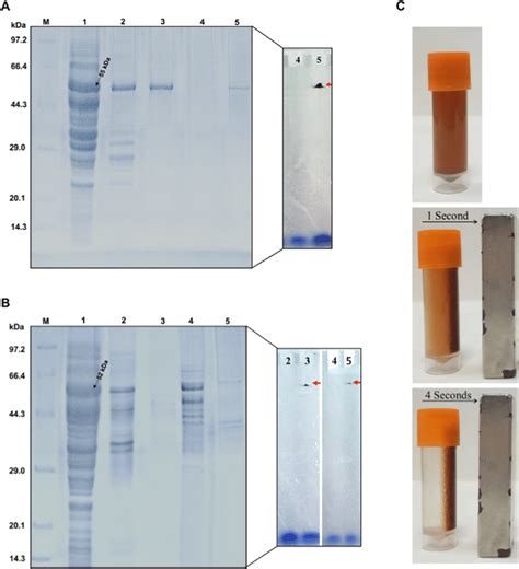 A SDS PAGE Analysis Total Cell Proteins Of E Coli JM109 DE3