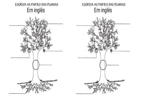 Atividade Partes Das Plantas Pdf