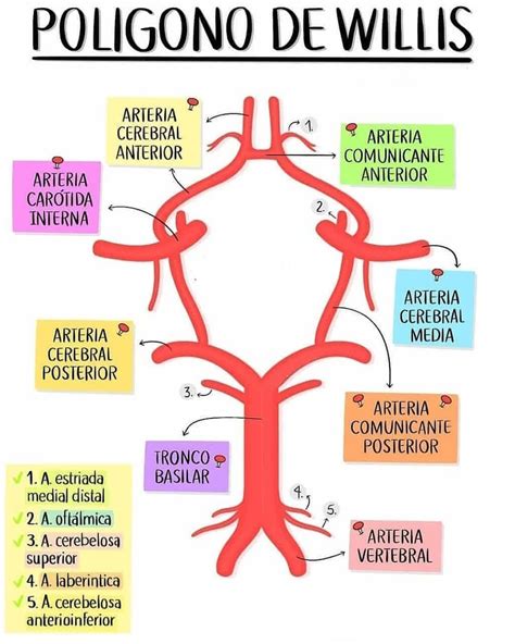 El polígono de Willis es el área de unión de varias arterias en la