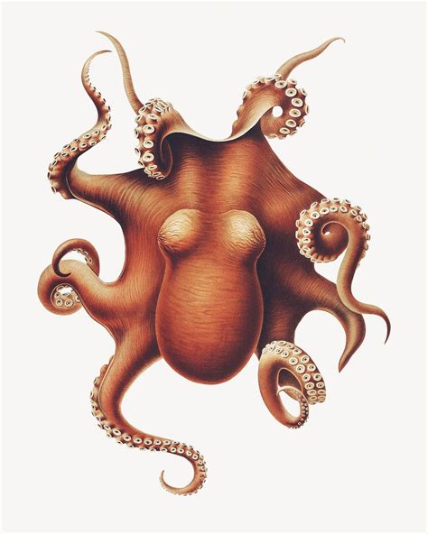 Octopus vintage illustration | Premium Photo - rawpixel