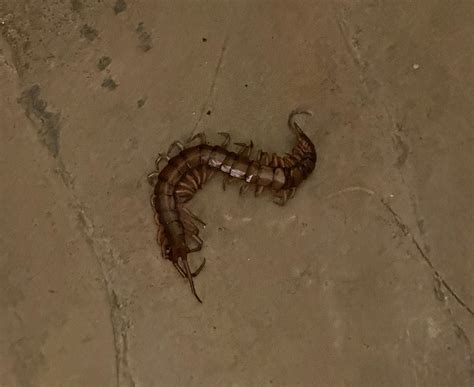 House Centipede Bite Symptoms