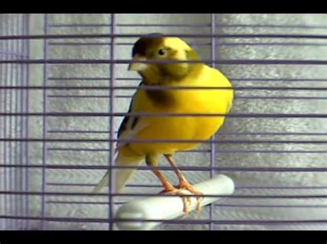 canary bird singing - YouTube