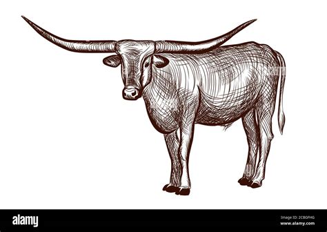 Vaca Texas Longhorn Para Colorear Imprimir E Dibujar Coloringonlycom