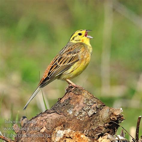 Emberiza Citrinella Kelt Zigolo Giallo Gulspurv Gulsparv