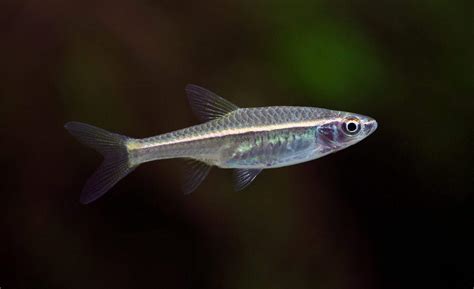 rasbora tank mates  fish     rasboras fish laboratory
