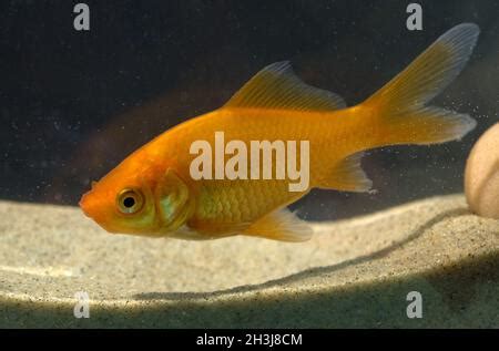 Goldfish Carassius Gibelio Freshwater Fish Stock Photo Alamy