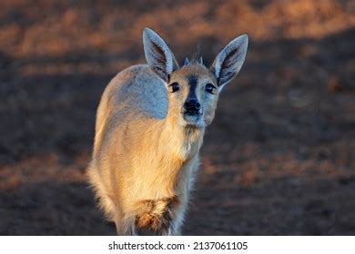 Common Duiker Images Stock Photos Vectors Shutterstock