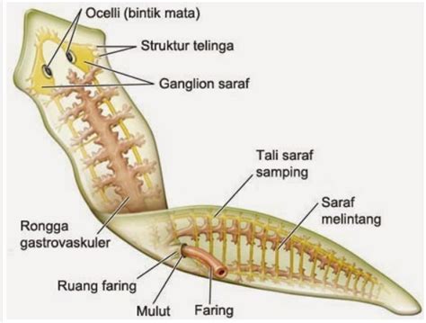 Klasifikasi Platyhelminthes Struktur Reproduksi Manfaat Contoh