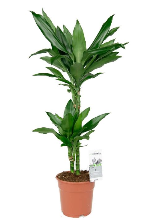 Dracaena Janet Lind Drakenbloedboom Cm Kopen Planten Nl