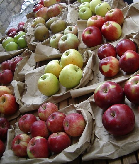 Little City Farm: Apple Tasting and Fate of the Heirloom Apples