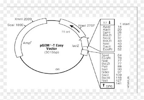 Pgem ® -t Easy Vector Circle Map - Pgem Vector Map, HD Png Download ...