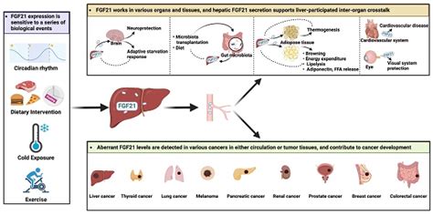 Hepatic FGF21 Its Emerging Role In Inter Organ Crosstalk And Cancers