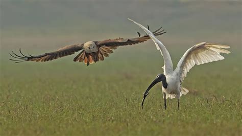 20 Splendid Wildlife And Bird Photos From The Nature Photography Contest