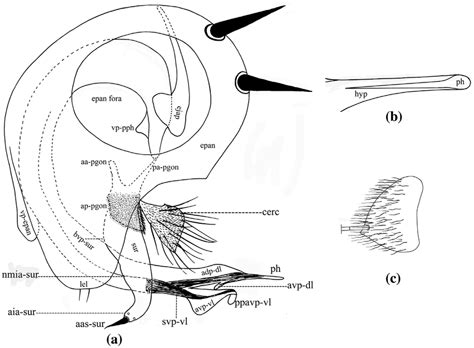 A C Chrysotus Brevipulvillus Sp Nov A Male Genitalia Left Lateral Download Scientific